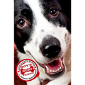 Boy's Best Friend - Paperback