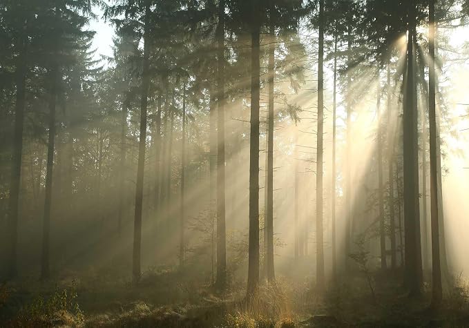 Jdayda Sunshine Forest Woodland Wallpaper Nature Landscape Tree | 149"x107" Not Self-Adhesive Wall Murals for Bedroom Living Room
