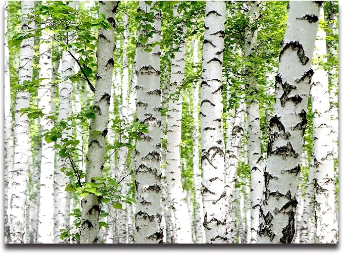 Cliouar-Photo Wallpaper Birch Forest Landscape Trees Poster Nature Lovers Green Forest Bedroom Decoration Mural 158"x110"(Not Peel and Stick)