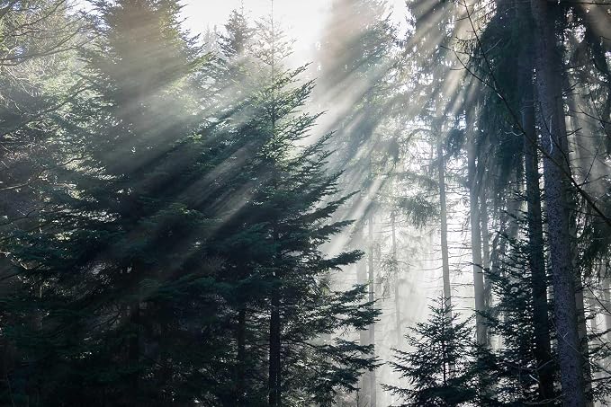 Toolhom Forest in the Fog wall Mural, Forest wall Sticker Wallpaper, Non-self-Adhesive wall Decorations（Non-self-Adhesive）